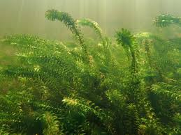 Attēlu rezultāti vaicājumam “Elodea canadensis”