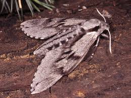 Attēlu rezultāti vaicājumam “Sphinx pinastri”