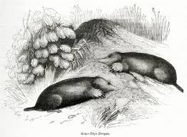 Attēlu rezultāti vaicājumam “Talpa europaea”