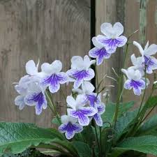 Image result for Streptocarpus