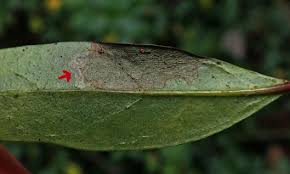 Attēlu rezultāti vaicājumam “Gracillaria syringella larva”