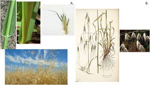 Attēlu rezultāti vaicājumam “Avena sativa fruit”