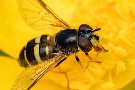 Attēlu rezultāti vaicājumam “Dasysyrphus tricinctus”