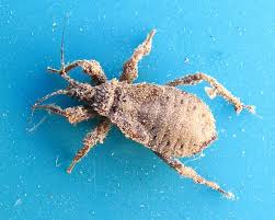 Attēlu rezultāti vaicājumam “Reduvius personatus”