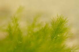 Attēlu rezultāti vaicājumam “Cladophora glomerata”