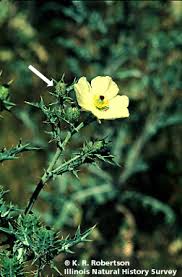Attēlu rezultāti vaicājumam “Papaver argemone bud”