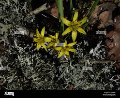 Attēlu rezultāti vaicājumam “Gagea lutea leaf”