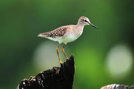 Attēlu rezultāti vaicājumam “Tringa glareola”