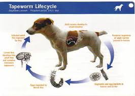 Image result for cestoda excrement dog