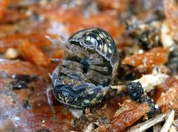 Attēlu rezultāti vaicājumam “Armadillidium pulchellum”