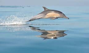 Image result for Delphinus delphis