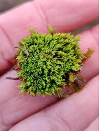 Attēlu rezultāti vaicājumam “Tortella inclinata”