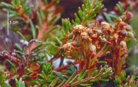 Attēlu rezultāti vaicājumam “Ledum palustre leaf”