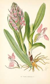 Attēlu rezultāti vaicājumam “Dactylorhiza cruenta flower”