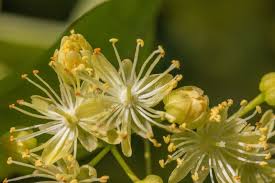 Attēlu rezultāti vaicājumam “Tilia cordata flower”