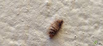 Attēlu rezultāti vaicājumam “Anthrenus sp. larva”