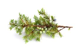 Attēlu rezultāti vaicājumam “Juniperus communis leaf”