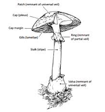 Attēlu rezultāti vaicājumam “Agaricus”