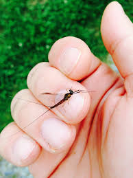 Attēlu rezultāti vaicājumam “Siphlonurus”