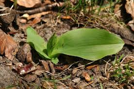 Attēlu rezultāti vaicājumam “Platanthera chlorantha”