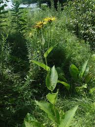 Image result for Inula helenium