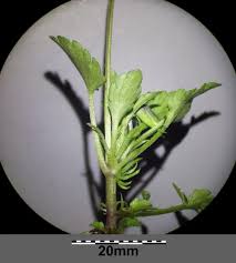 Attēlu rezultāti vaicājumam “Viola arvensis bud”