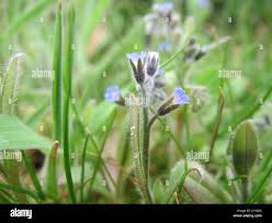 Attēlu rezultāti vaicājumam “Myosotis stricta”
