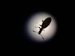 Attēlu rezultāti vaicājumam “Dienerella elongata”