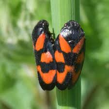 Attēlu rezultāti vaicājumam “Eupteryx vittata”