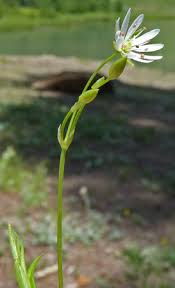 Attēlu rezultāti vaicājumam “Stellaria longifolia flower”
