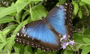 Image result for Cambridge Monarchs