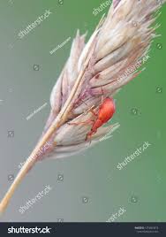 Attēlu rezultāti vaicājumam “Apion sp.”