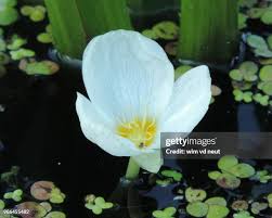 Attēlu rezultāti vaicājumam “Stratiotes aloides flower”