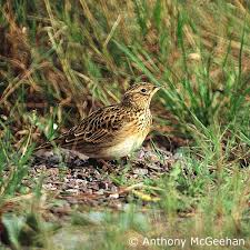 Attēlu rezultāti vaicājumam “Alauda arvensis”