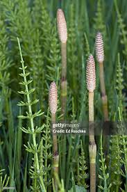 Attēlu rezultāti vaicājumam “Equisetum telmateia”