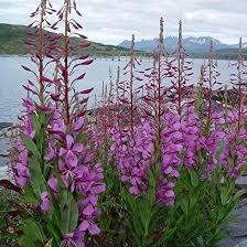 Attēlu rezultāti vaicājumam “Epilobium angustifolium fruit”