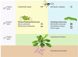 Attēlu rezultāti vaicājumam “Mamestra brassicae exuvia”
