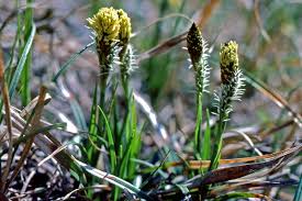 Attēlu rezultāti vaicājumam “Carex caryophyllea flower”
