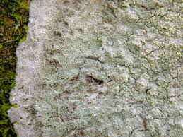 Attēlu rezultāti vaicājumam “Phlyctis agelaea”