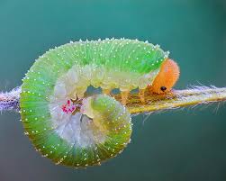 Attēlu rezultāti vaicājumam “Allantus cinctus”