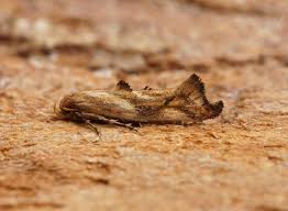 Attēlu rezultāti vaicājumam “Epermeniidae”