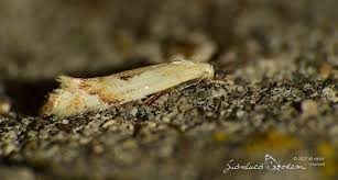 Attēlu rezultāti vaicājumam “Elachistidae”