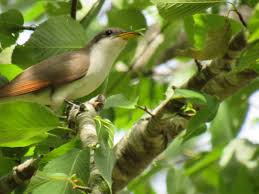 Image result for Coccyzus americanus