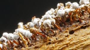 Attēlu rezultāti vaicājumam “Didymium crustaceum macro”