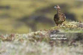 Attēlu rezultāti vaicājumam “Lagopus lagopus female”