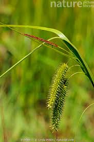 Attēlu rezultāti vaicājumam “Carex pseudocyperus”