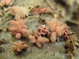 Attēlu rezultāti vaicājumam “Arcyria incarnata macro”