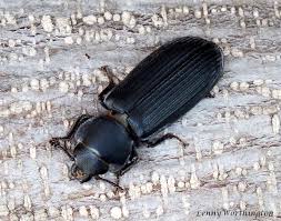 Attēlu rezultāti vaicājumam “Trogossitidae”