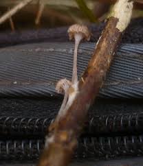 Attēlu rezultāti vaicājumam “Mycena belliarum”