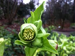 Image result for Helleborus foetidus